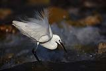 Küçük ak balıkçıl / Egretta garzetta / Little egret